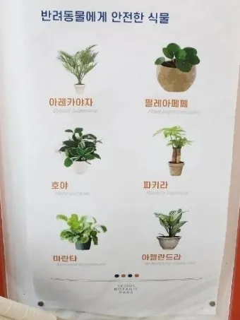 반려동물 안전 실내 식물선택 독성체크 배치높이 관리 간단 가이드_30
