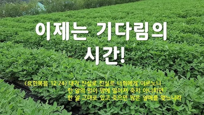 땅콩 심는 시기 수확시기 모종 파종_9