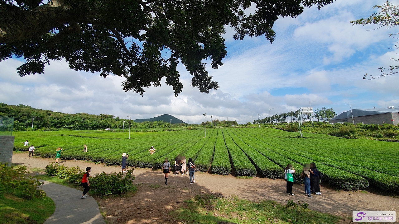 사진 찍기 좋은 녹차밭