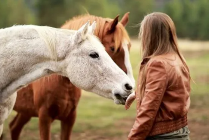 마이동풍 - 말에게 먹이를 주는 소녀