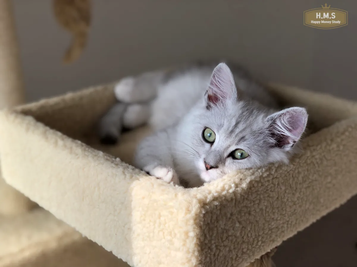 고양이-필수품-쿠키와-캣타워-햇살