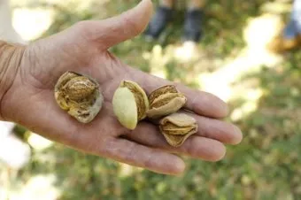 아몬드 재배 개화기 저온 대책 수분수 관리_30