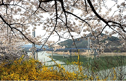 청풍호반 벚꽃