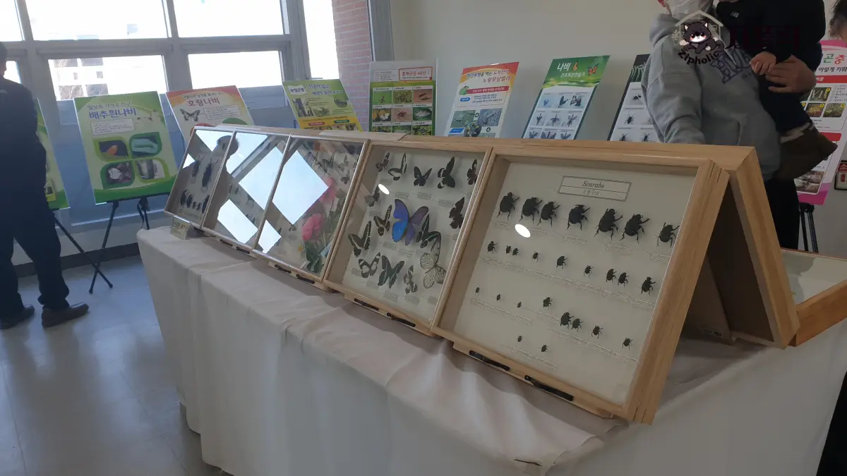 곤충체험전시관-2층-나비-곤충박제