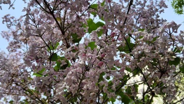 라일락-묘목-심기-심는시기-정식시기-심는방법-정식방법-가지전정-가지치기