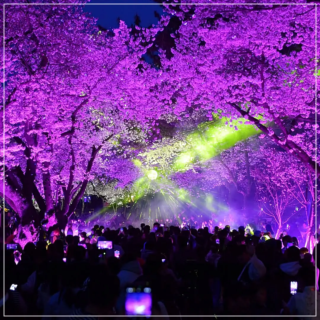 경주대릉원돌담길벚꽃축제