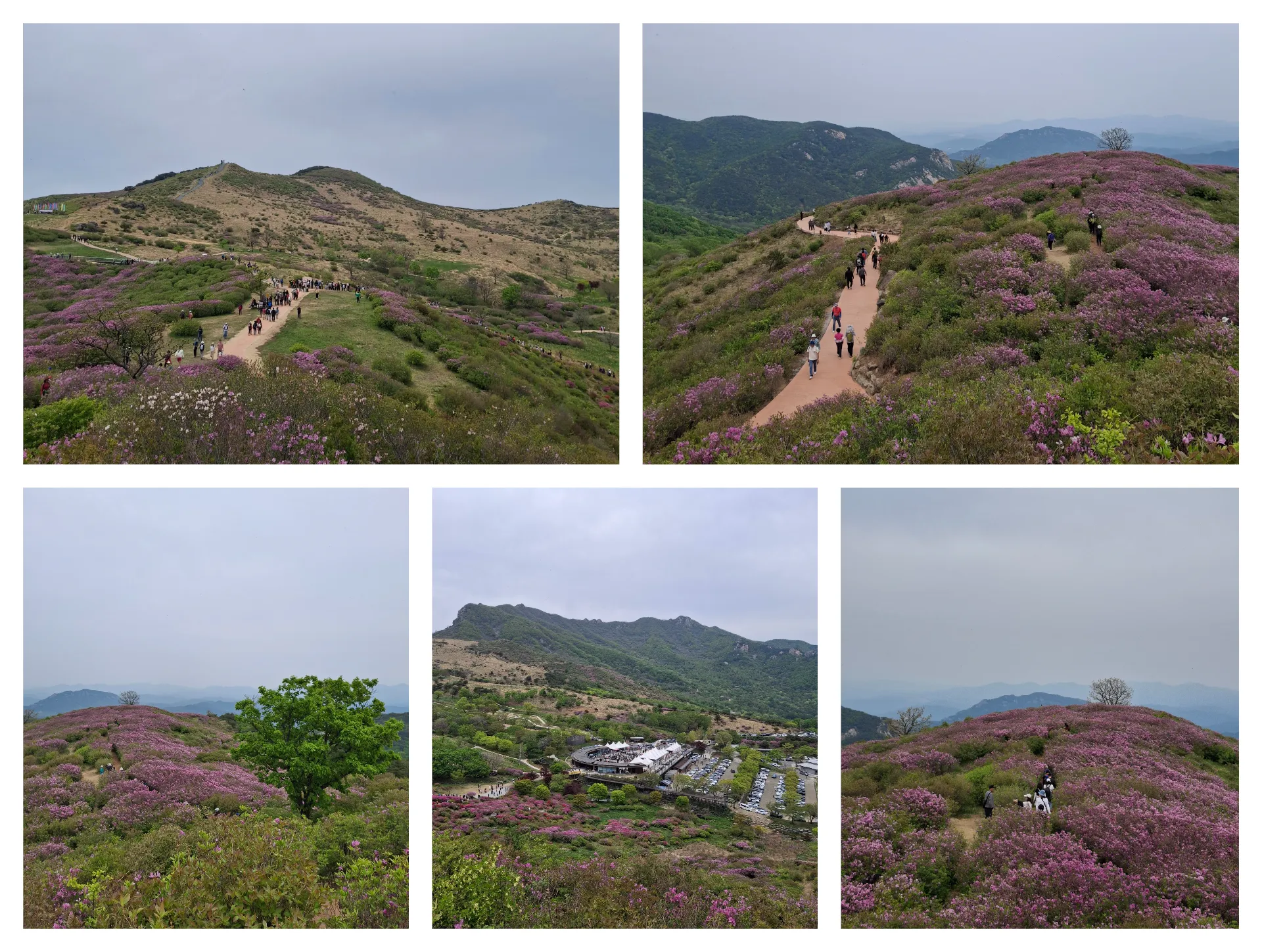 봄 황매산