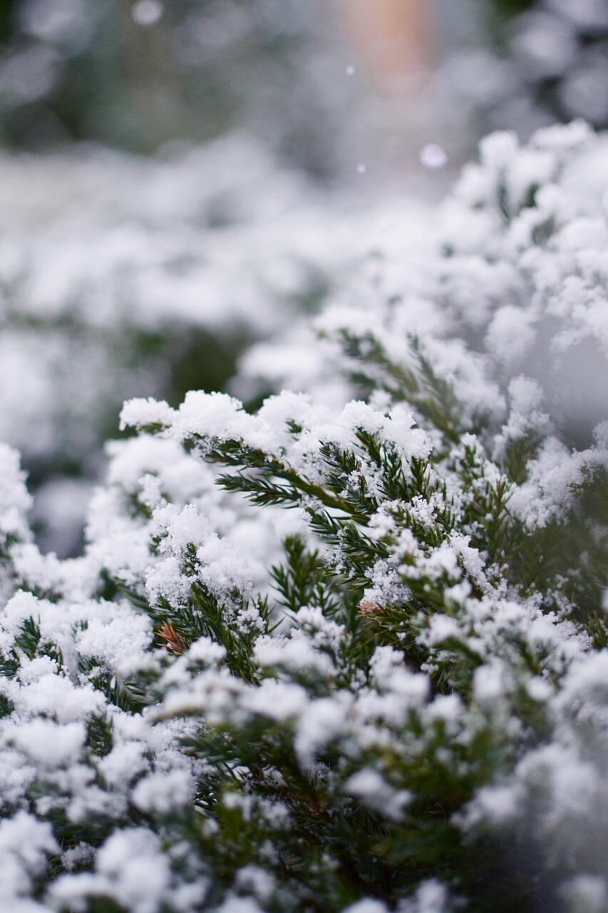 도시 속 조용한 산책코스 겨울에도 초록이 남아 있는 &lsquo;상록수 중심 산책길&rsquo;