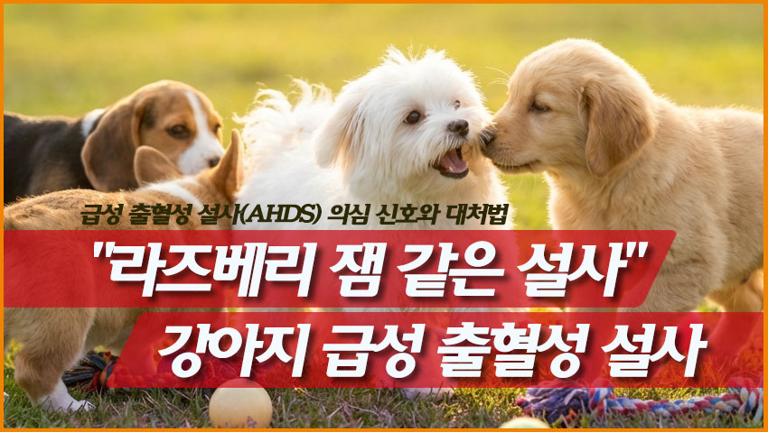 "라즈베리 잼 같은 설사" 강아지 급성 출혈성 설사(AHDS) 의심 신호와 대처법