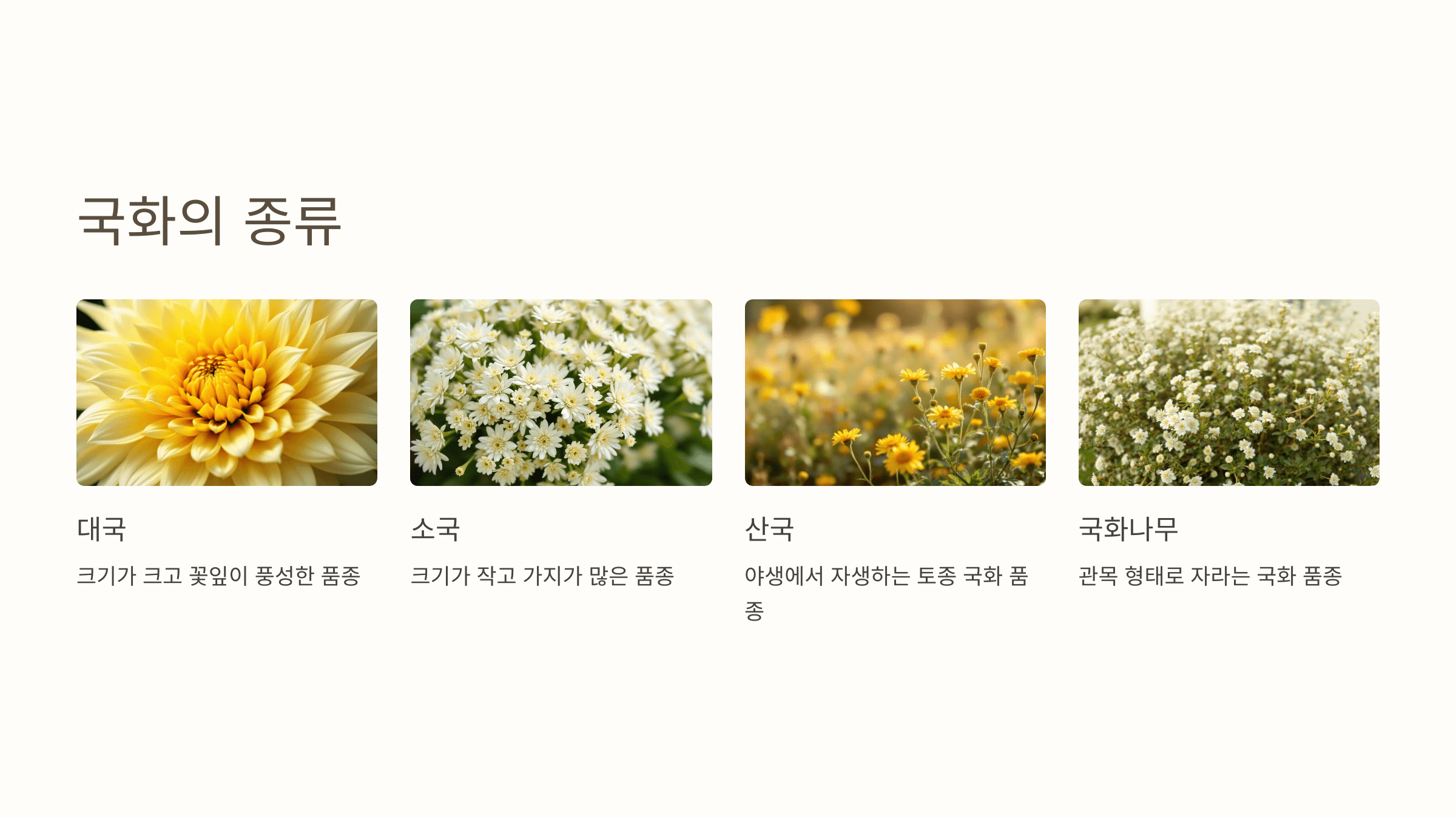 국화꽃과 관련된 사진입니다.