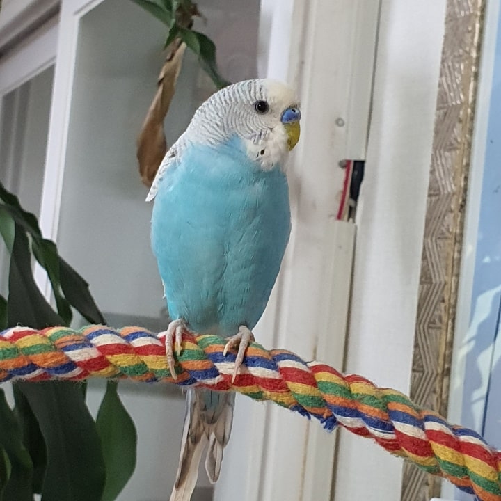 사랑앵무 생활습관