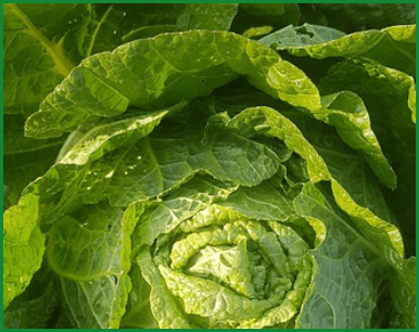 이마트, 롯데마트, 홈플러스, 농협 절임배추 사전예약