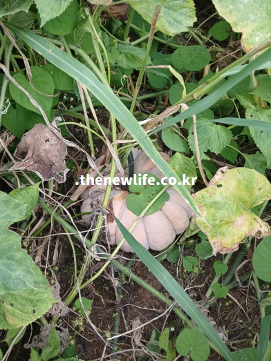 밭에서 자연스럽게 자라고 있는 늙은 호박 실물 /부기 완화 및 이뇨 작용을 위한 사진
