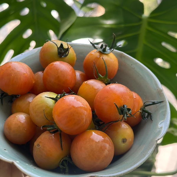 그릇에 담긴 애플토마토