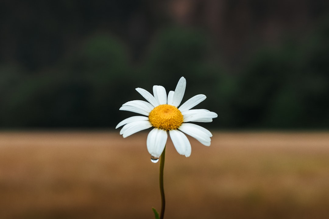 Daisy