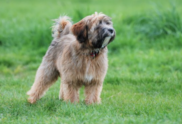 초원의 티베탄테리어.