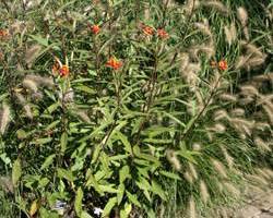 아스클레피아스(금관화) 이미지 사진