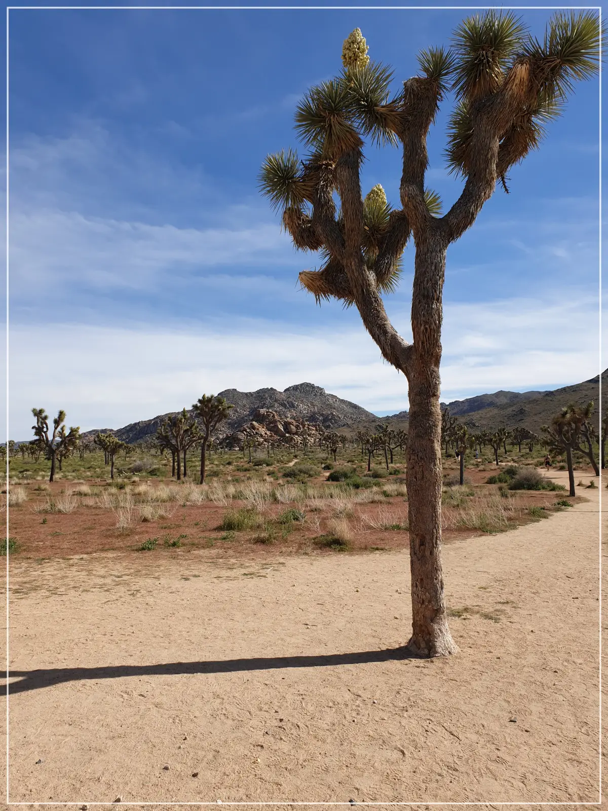 미국 조슈아트리 국립공원