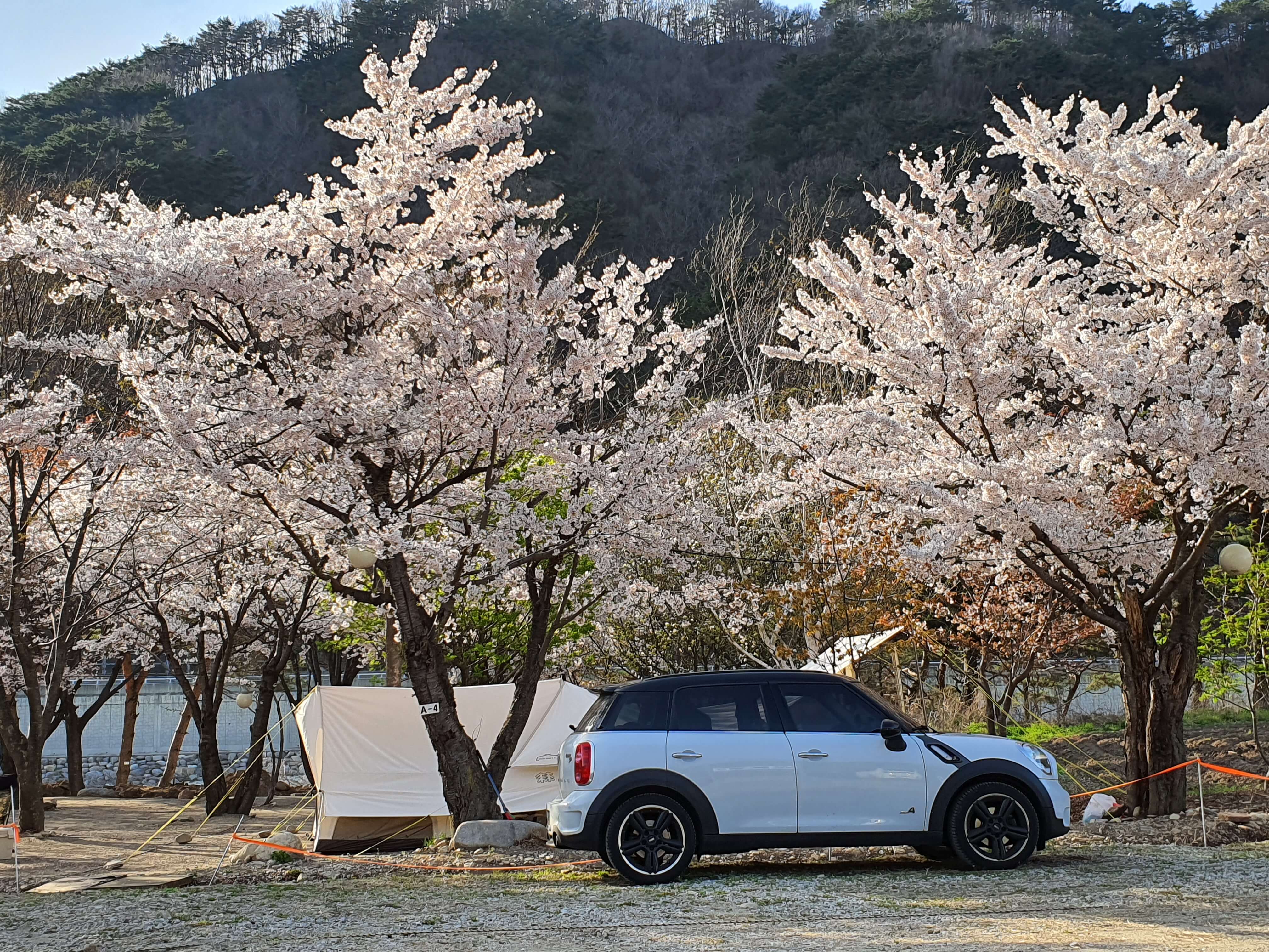 벚꽃 캠핑장