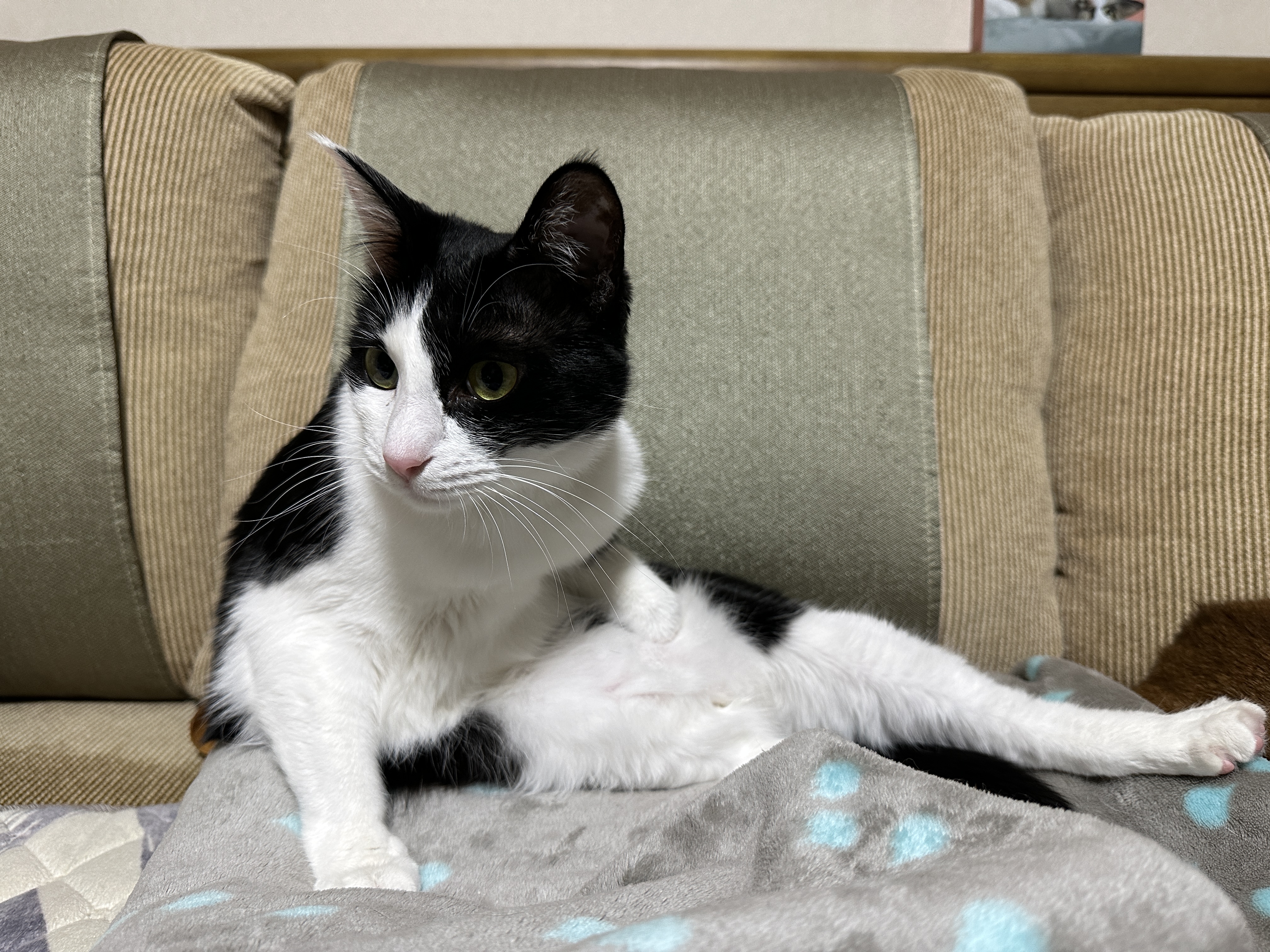 그루밍하다가 고장난 두리 ㅋ(feat. 접힌 앞발 킬포)