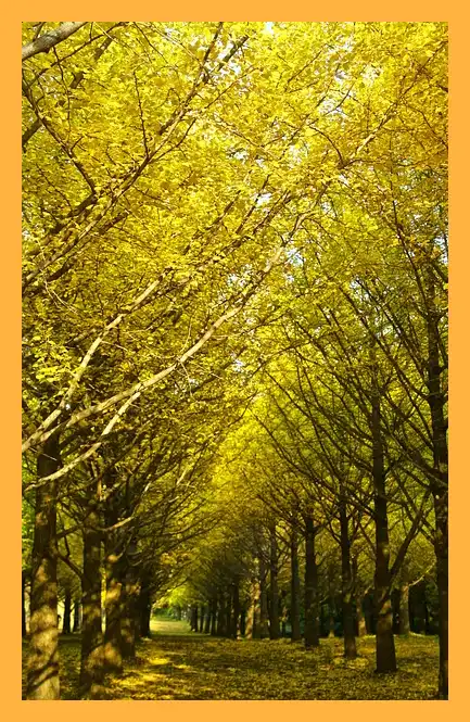 문광저수지 은행나무길