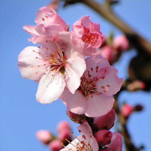 아몬드 효능과 섭취량&amp;#44; 부작용