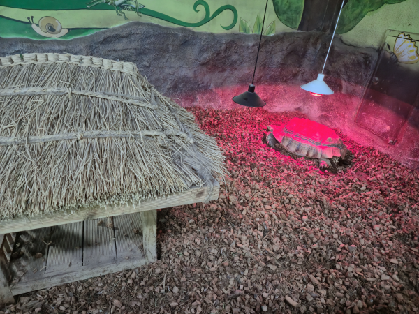 곤충식물원 내부, 짚으로 만든 작은 집 옆에서 붉은 조명을 받고 있는 거북이의 모습