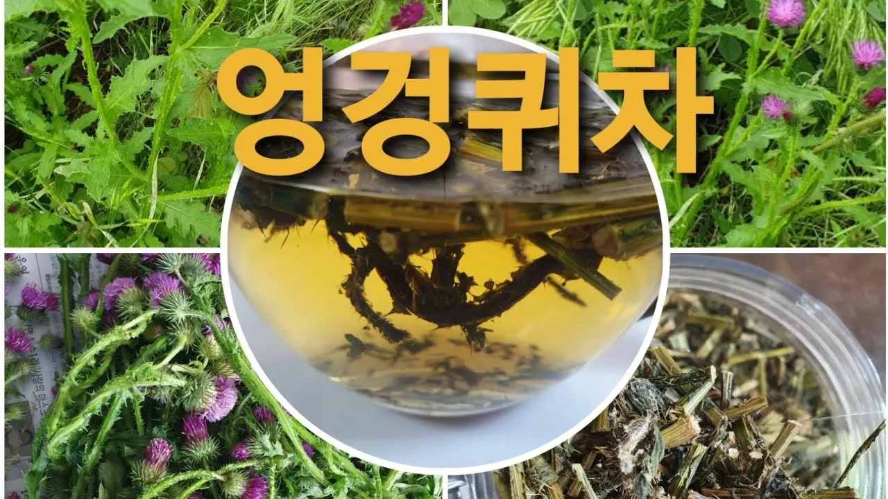 엉겅퀴 먹는법 엉겅퀴 차 마시는 법_2
