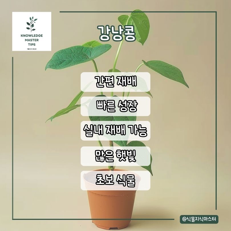 강낭콩 소개