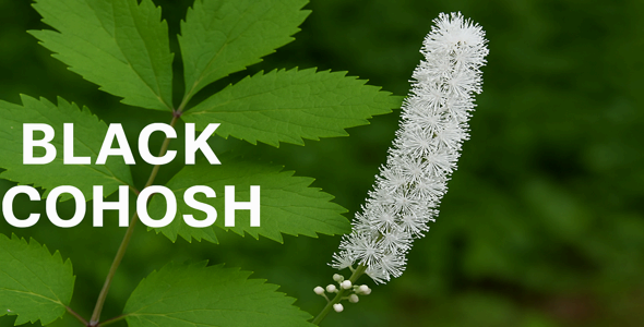 블랙 코호시 (Black Cohosh) – 전통 허브 요법의 현대적 적용