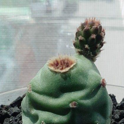 선인장키우기