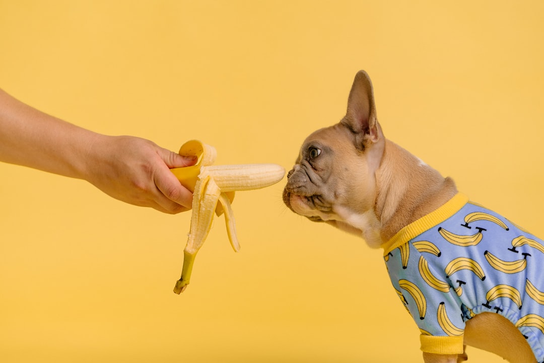 Dog food
