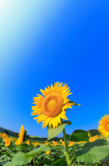 태백 해바라기축제