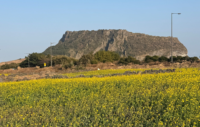 성산일출봉 유채꽃밭