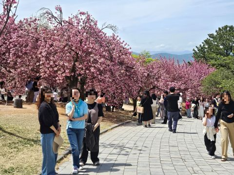 많은 사람들이 겹벚꽃의 향연에 빠져 버렸다.
