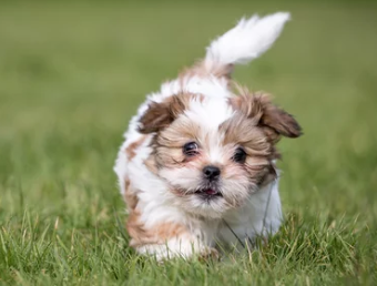 시츄/출처:어도비스톡