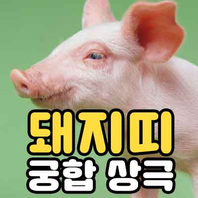 돼지띠 띠궁합 상극