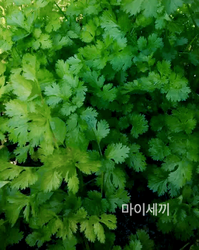 위 건강