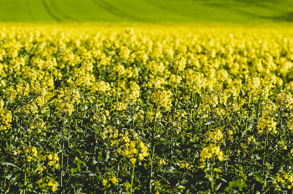 넷플릭스 '폭삭 속았수다' 촬영지 대공개! 고창 학원농장에서 주인공처럼 즐겨보자!