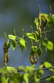 꽃가루알레르기발생-자작나무-이미지