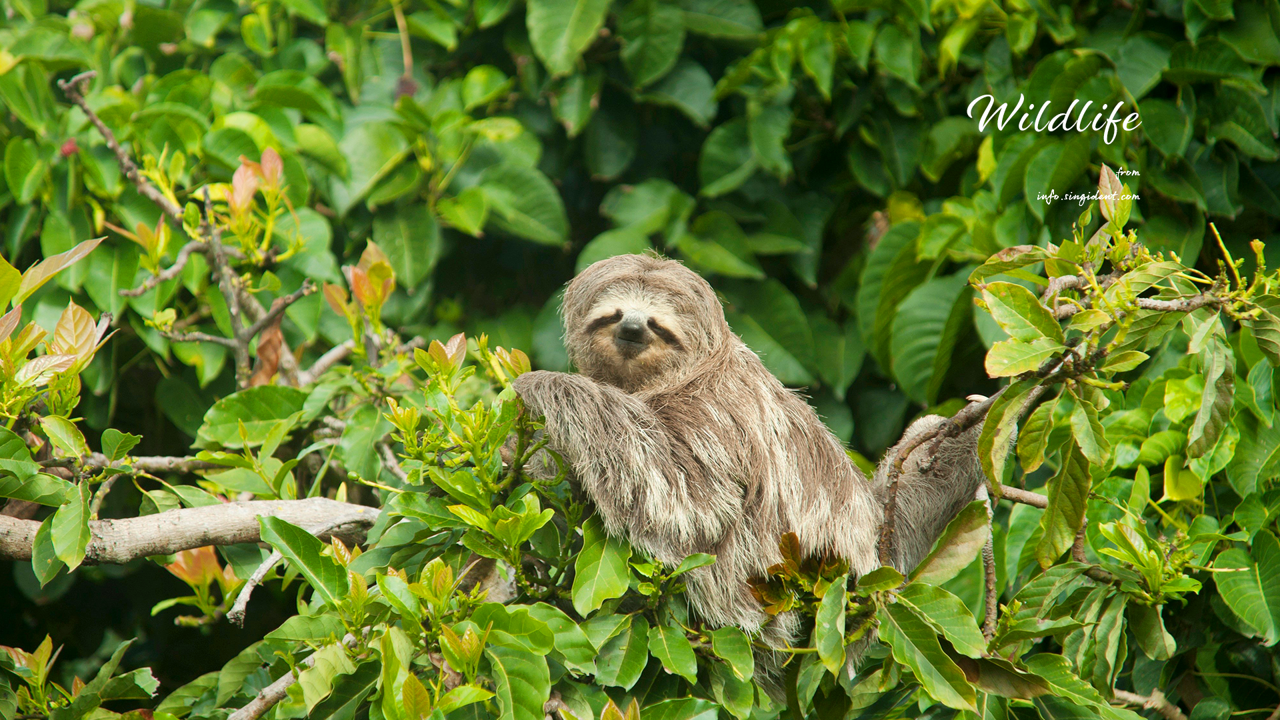 12 나무늘보 정면 C - Wildlife 코스타리카배경화면