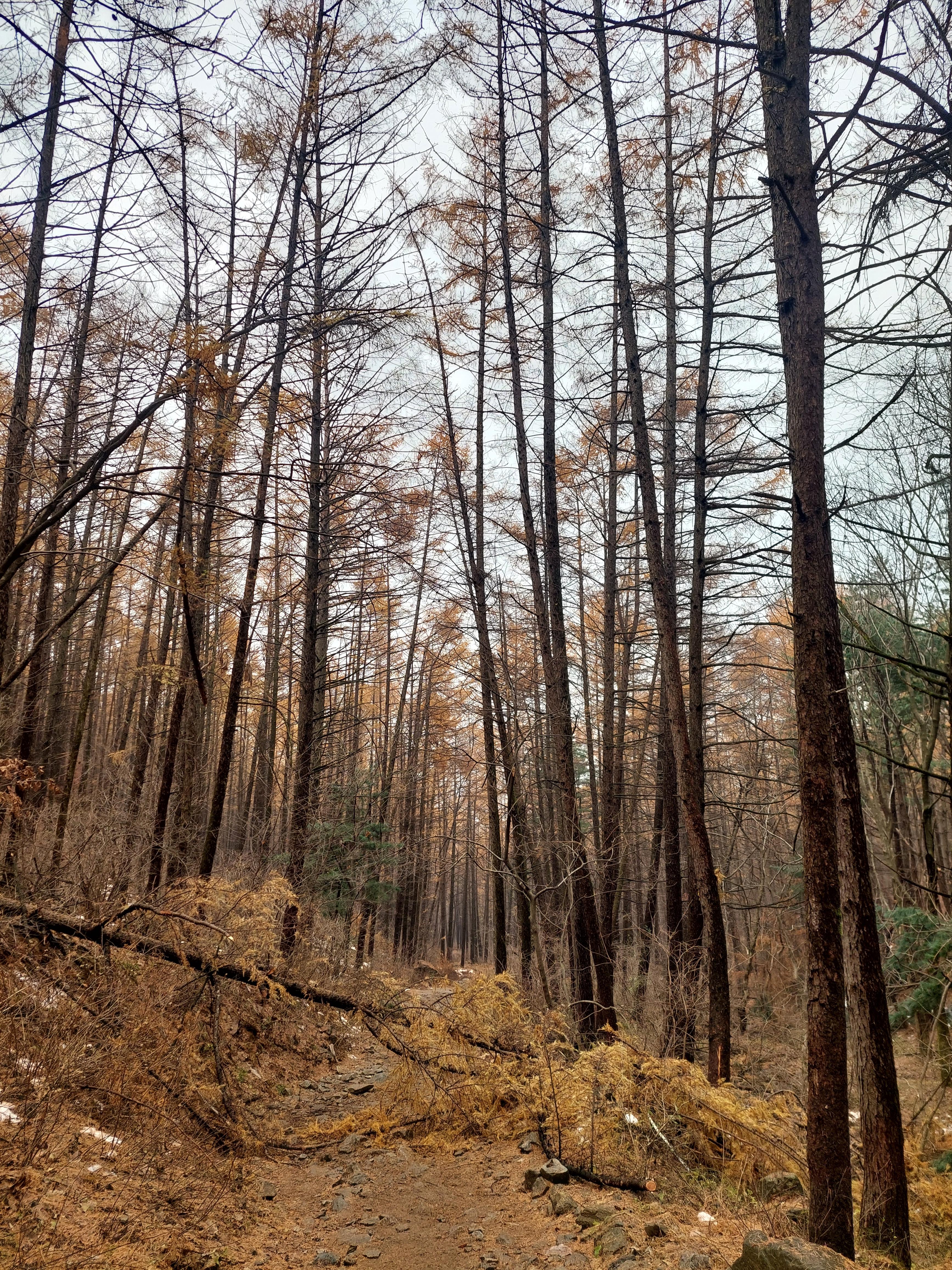 검단산