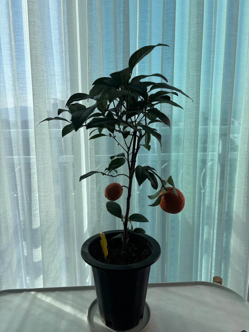 오렌지나무-키우는-모습