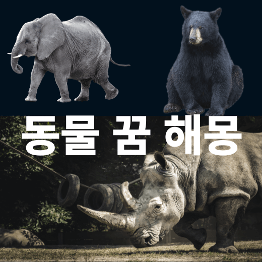 코끼리 코뿔소 꿈은 길몽 일까요? 그럼 곰 꿈은 흉몽 일까요? 의미를 알아 보도록 하겠습니다.