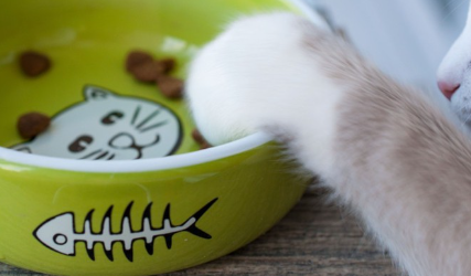 식기에 손을 뻗는 고양이.