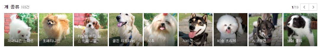 포메라니안과 시추 및 골든 리트리버 등 인기 있는 반려견들의 모습