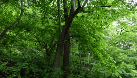 임업·산림 공익직불금