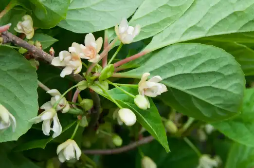 오미자 효능 및 먹는 방법 주의점
