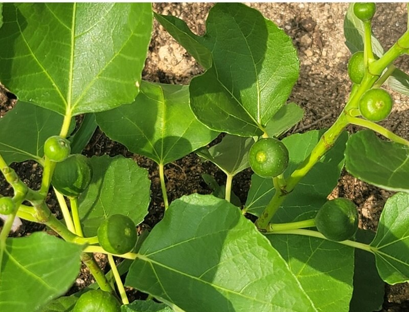 열매달린-무화과나무-사진