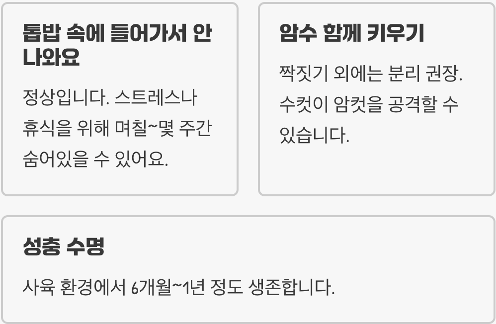 초보 집사 필독! 톱사슴벌레 키우기 A to Z (사육통 세팅부터 짝짓기, 산란까지 완벽 가이드)